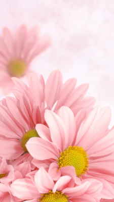 Comprar Centro de Flores Online, Floristería de Altea, Flores y Cestas de Frutas para Regalar, Regalar Flores en Altea, Enviar Flores en Altea