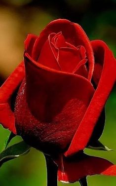 Ramo de 3 Rosas, Rosas Rojas para Regalar, Ramos de Flores Rojas, Floristería de Altea, Envío de Flores Urgentes, Floristería Aitana Natura