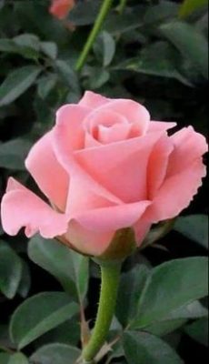 Ramo Funerario 7 Rosas Rosadas, Rosas para el Tanatorio, Ramo de Flores para dar Condolencias, Ramos Funerarios para Altea, Flores para Difuntos
