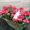 Azaleas con Base