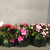 Azalea Individual con Macetero
