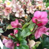 plantas naturales